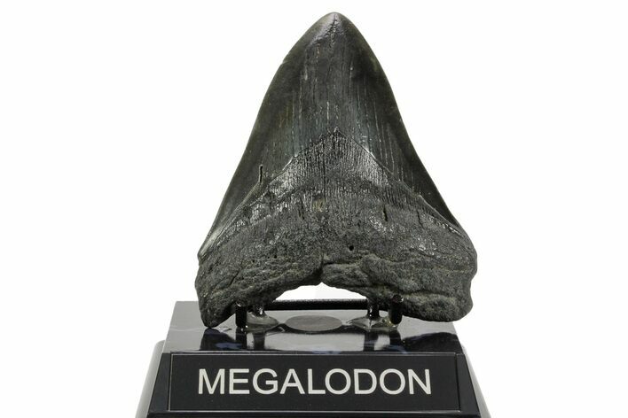 Fossil Megalodon Tooth - South Carolina #365755